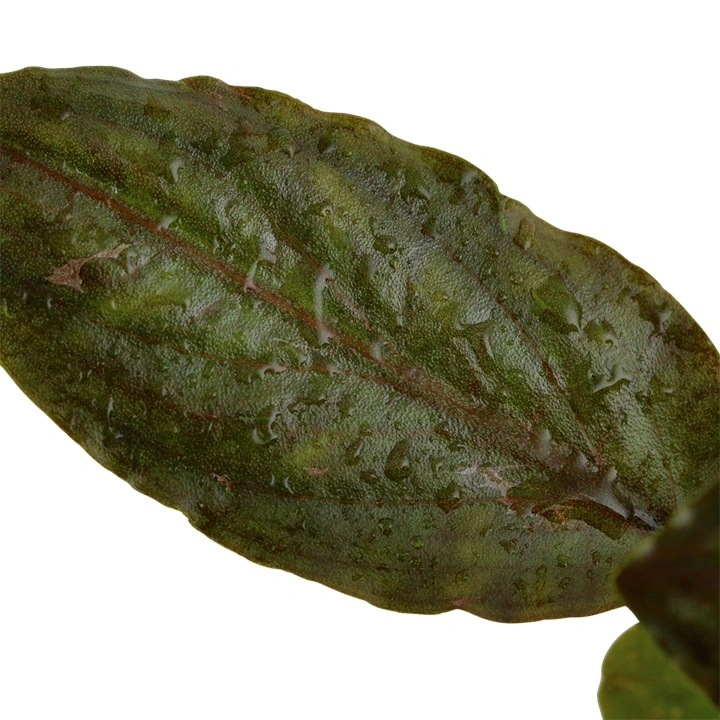 Tropica Akvarieplante i potte Lagenandra meeboldii Red